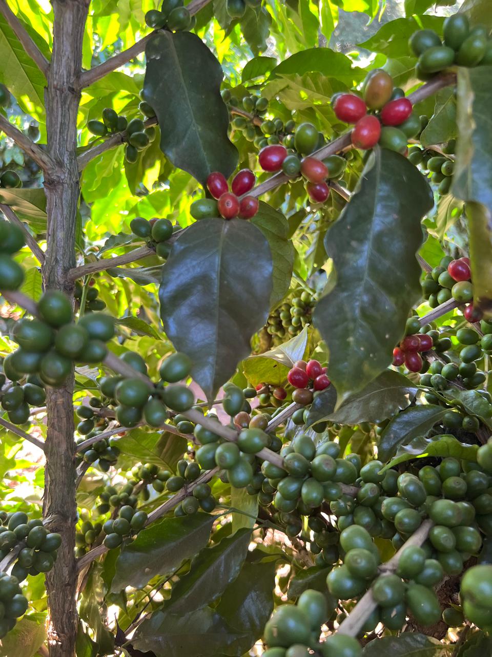 Ramas de cafeto con cerezas rojas y verdes